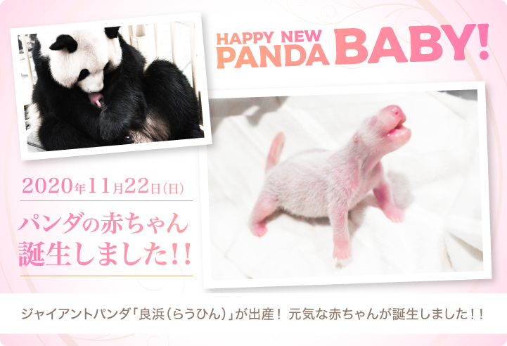 年11月22日 パンダの赤ちゃんが誕生しました シーモアレジデンス